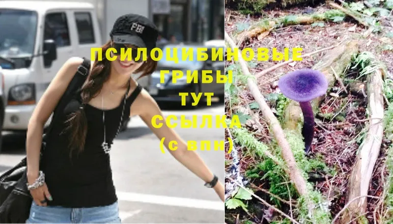 купить наркоту  мега вход  Псилоцибиновые грибы Magic Shrooms  Королёв 